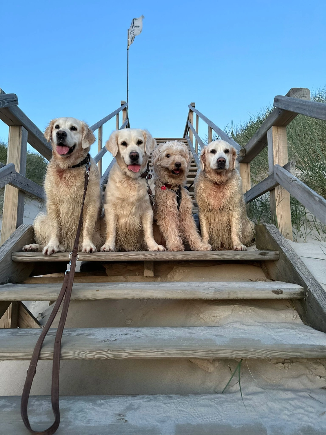 Hund im Glück e. V. – Tierschutzverein – Hunde