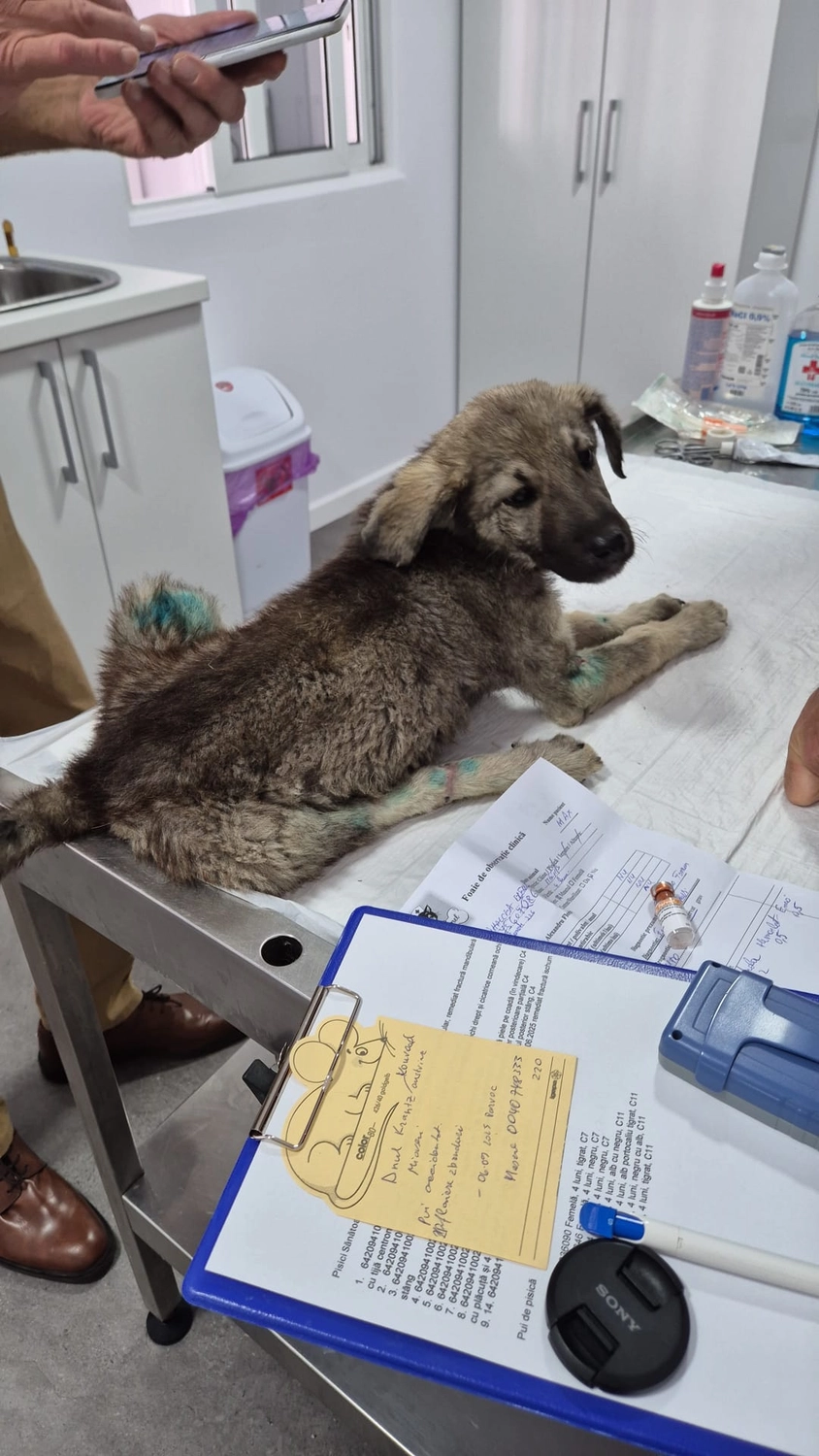 Hund im Glück e. V. – Tierschutzverein – Hund
