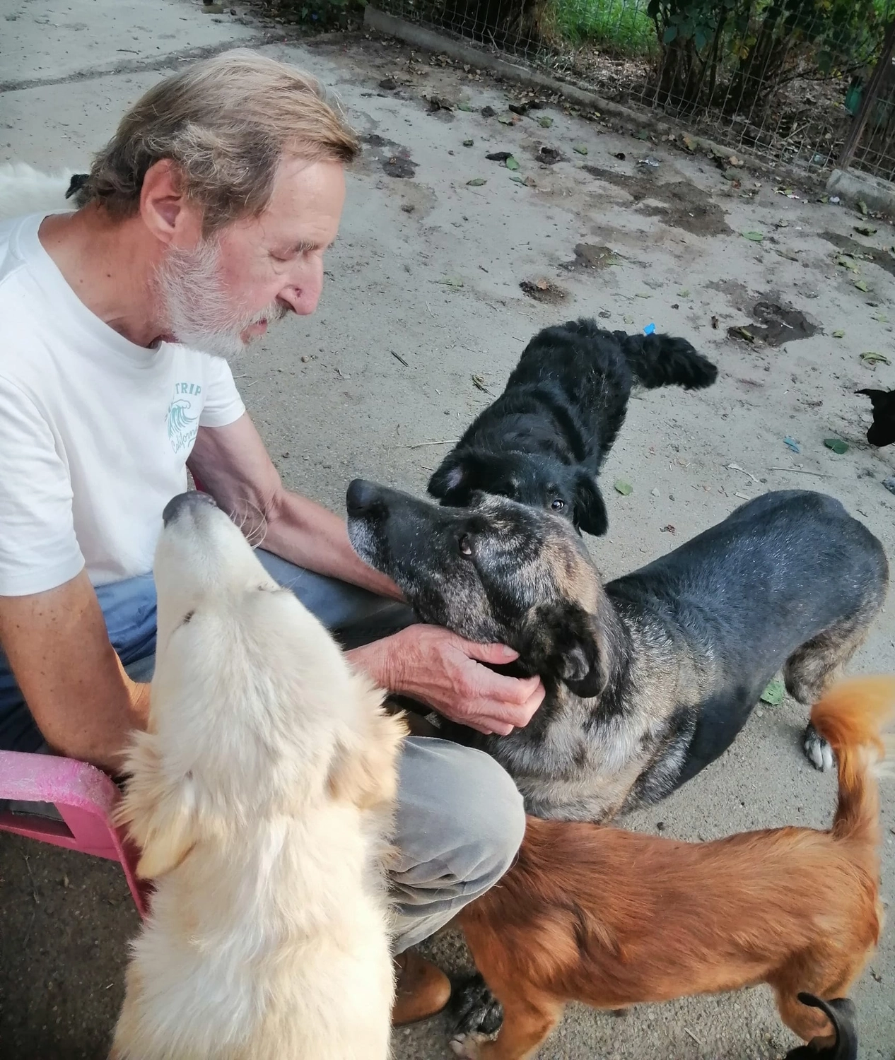 Hund im Glück e. V. – Tierschutzverein – Hunde