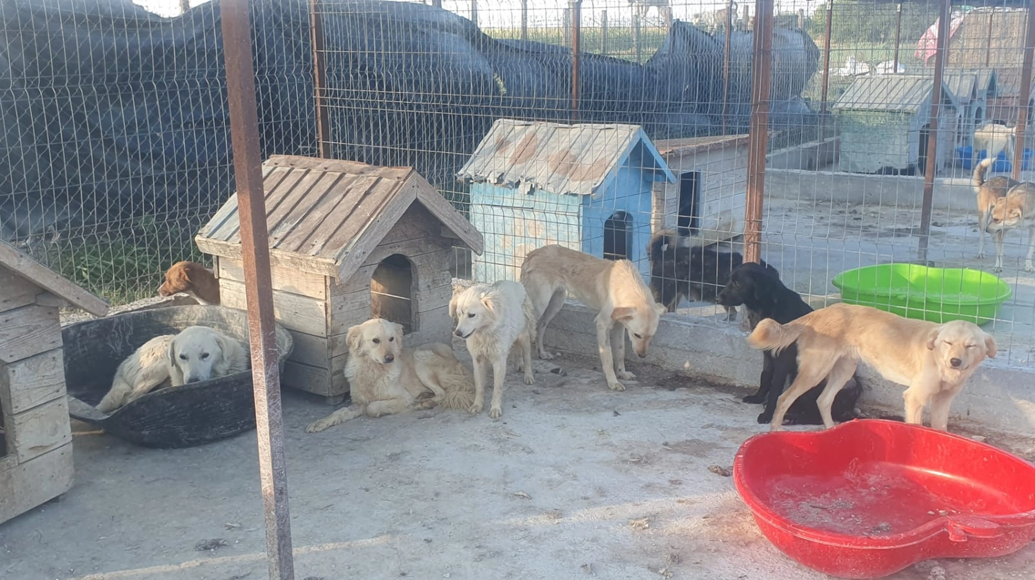 Hund im Glück e. V. – Tierschutzverein – Hunde