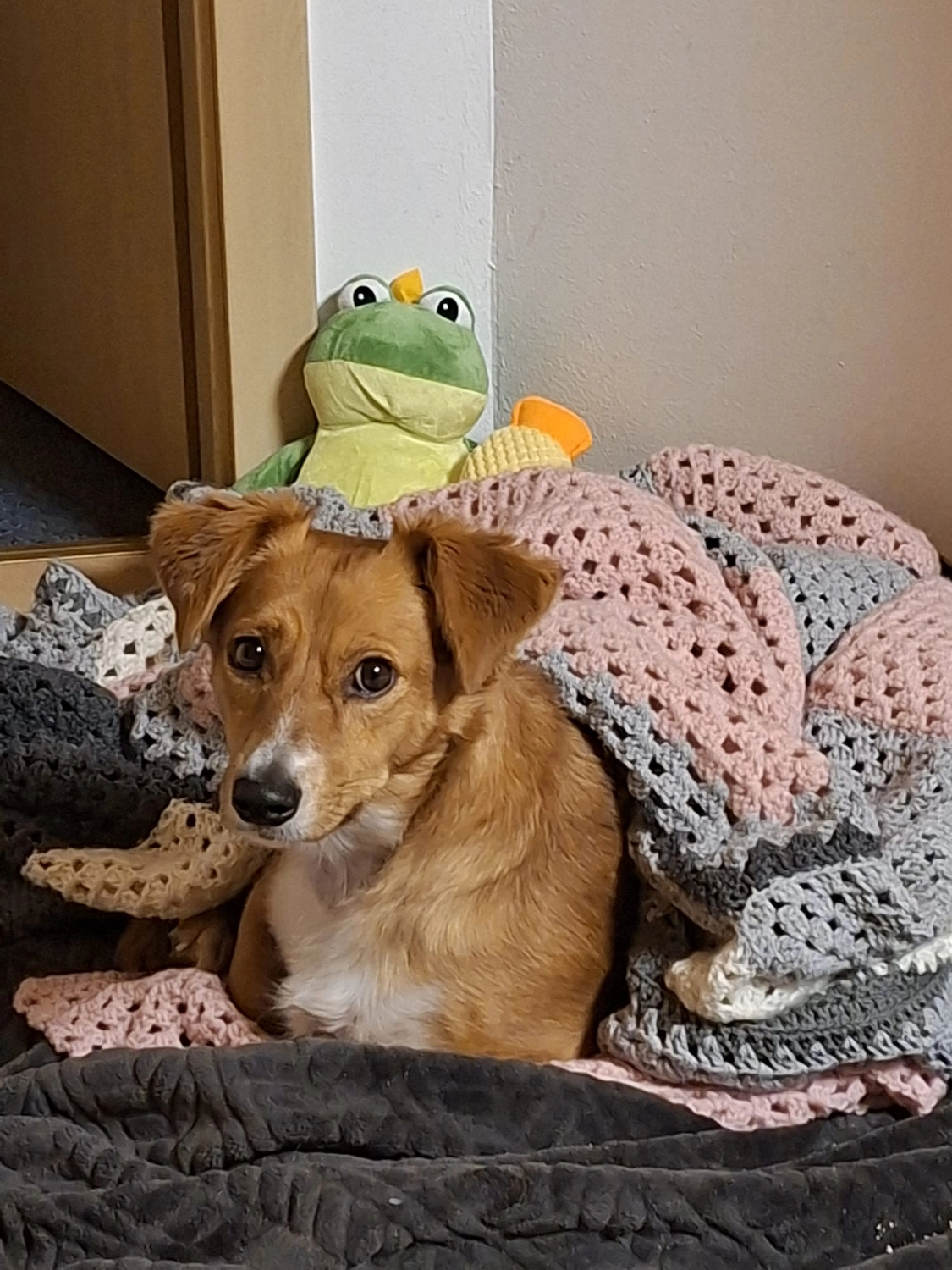 Hund im Glück e. V. – Tierschutzverein – Hund