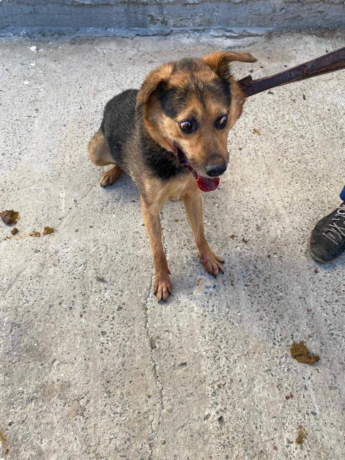 Hund im Glück e. V. – Tierschutzverein – Hund