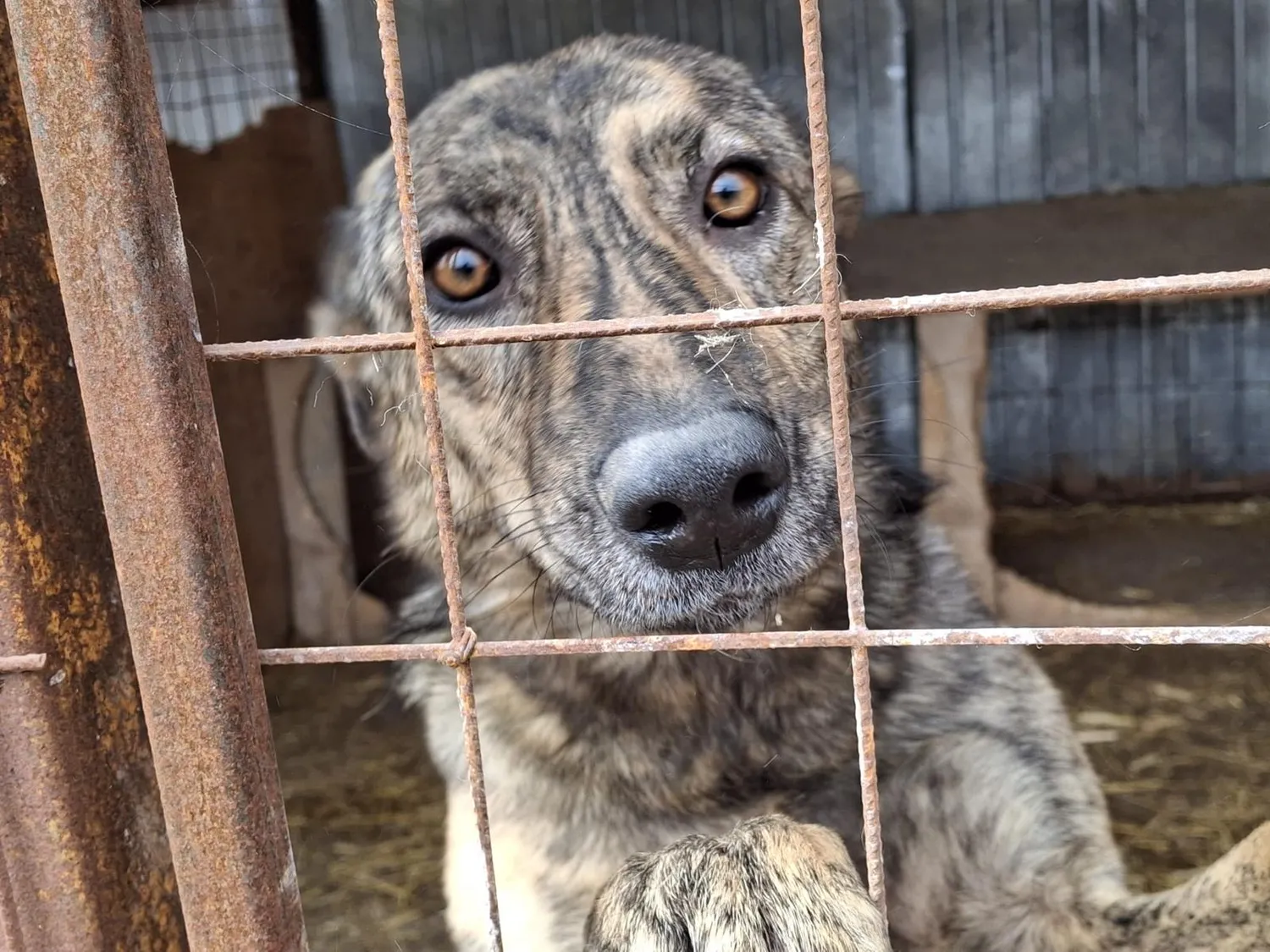 Hund im Glück e. V. – Tierschutzverein – Hund