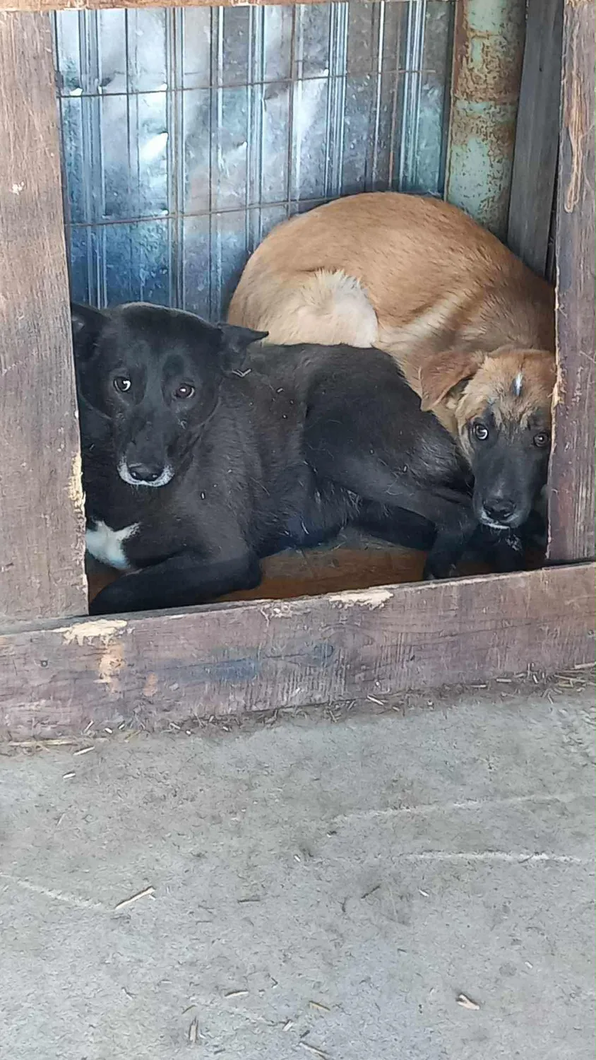 Hund im Glück e. V. – Tierschutzverein – Hunde